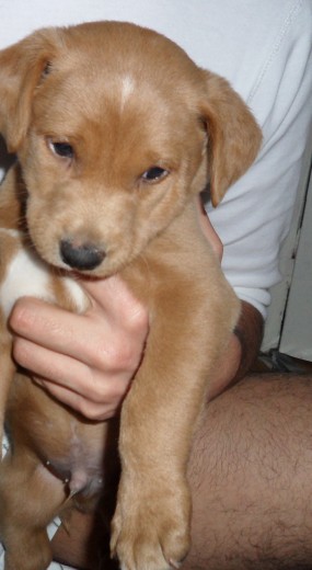 Hola, adoptamos a Leko, la cuestion es que al adoptarlo nos dijeron que era un cruce con labrador pero no sabemos con que otra raza, tiene dos meses y 3,0 kg, nos gustaria saber con que otra raza puede estar cruzada más que nada por salir de la duda... nosotros la vamos a kerer igual, pero nos gustaria saber cual puede ser el cruce, un abrazo!!
Hola, adoptamos a Leko, la cuestion es que al adoptarlo nos dijeron que era un cruce con labrador pero no sabemos con que otra raza, tiene dos meses y 3,0 kg, nos gustaria saber con que otra raza puede estar cruzada más que nada por salir de la duda... nosotros la vamos a kerer igual, pero nos gustaria saber cual puede ser el cruce, un abrazo!!